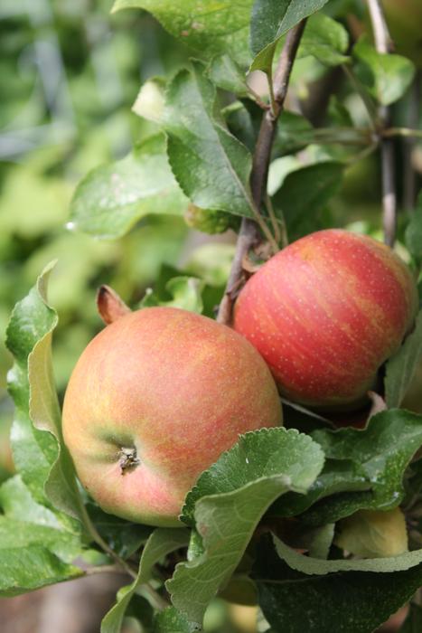 Apple Tree Red