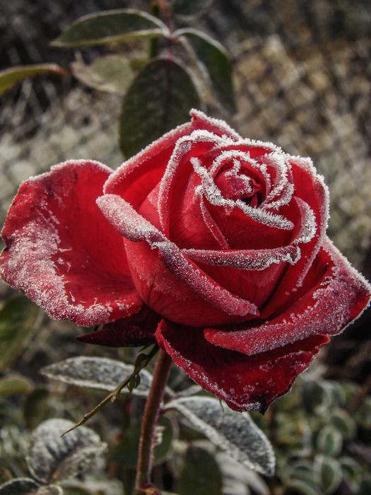 Rose Red Flower
