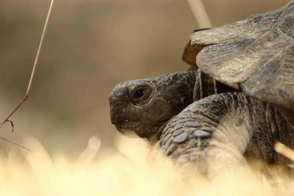 Profile portrait of the beautiful and cute tortoise, on the yellow grass, at blurred background