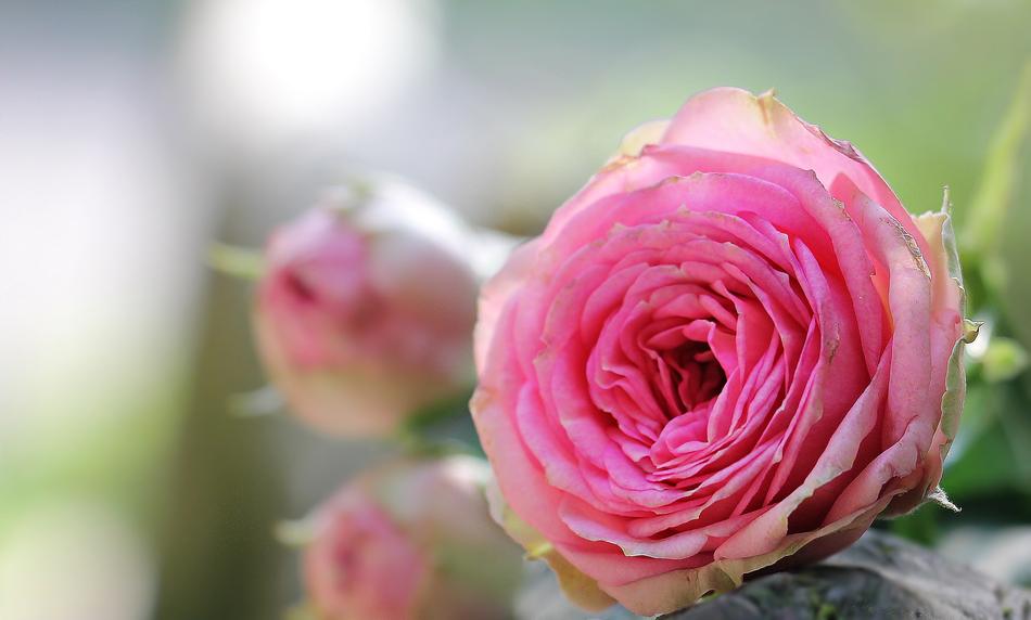 Rose Bush RÃ¶schen Pink