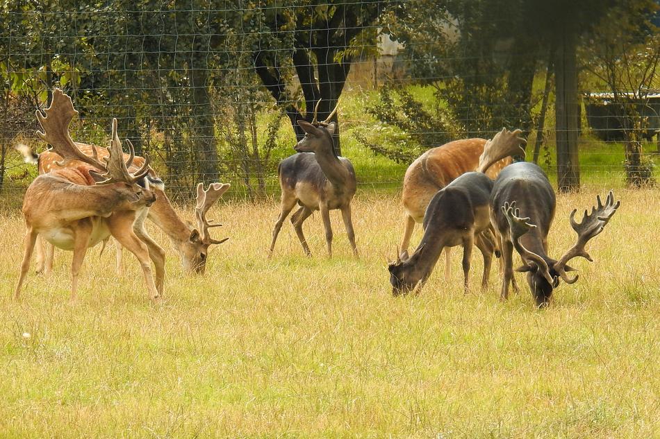 Deer Park Fallow