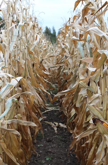 dry ripe Corn Field on Farm