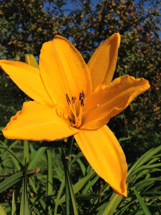 Flower Yellow Nature