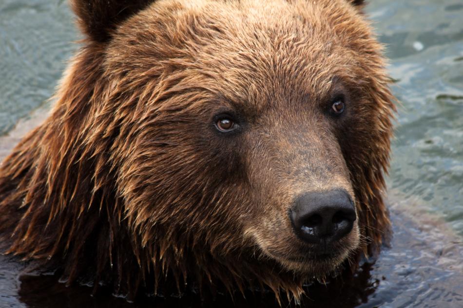 brown bear in the water at the zoo in Gelsenkirchen