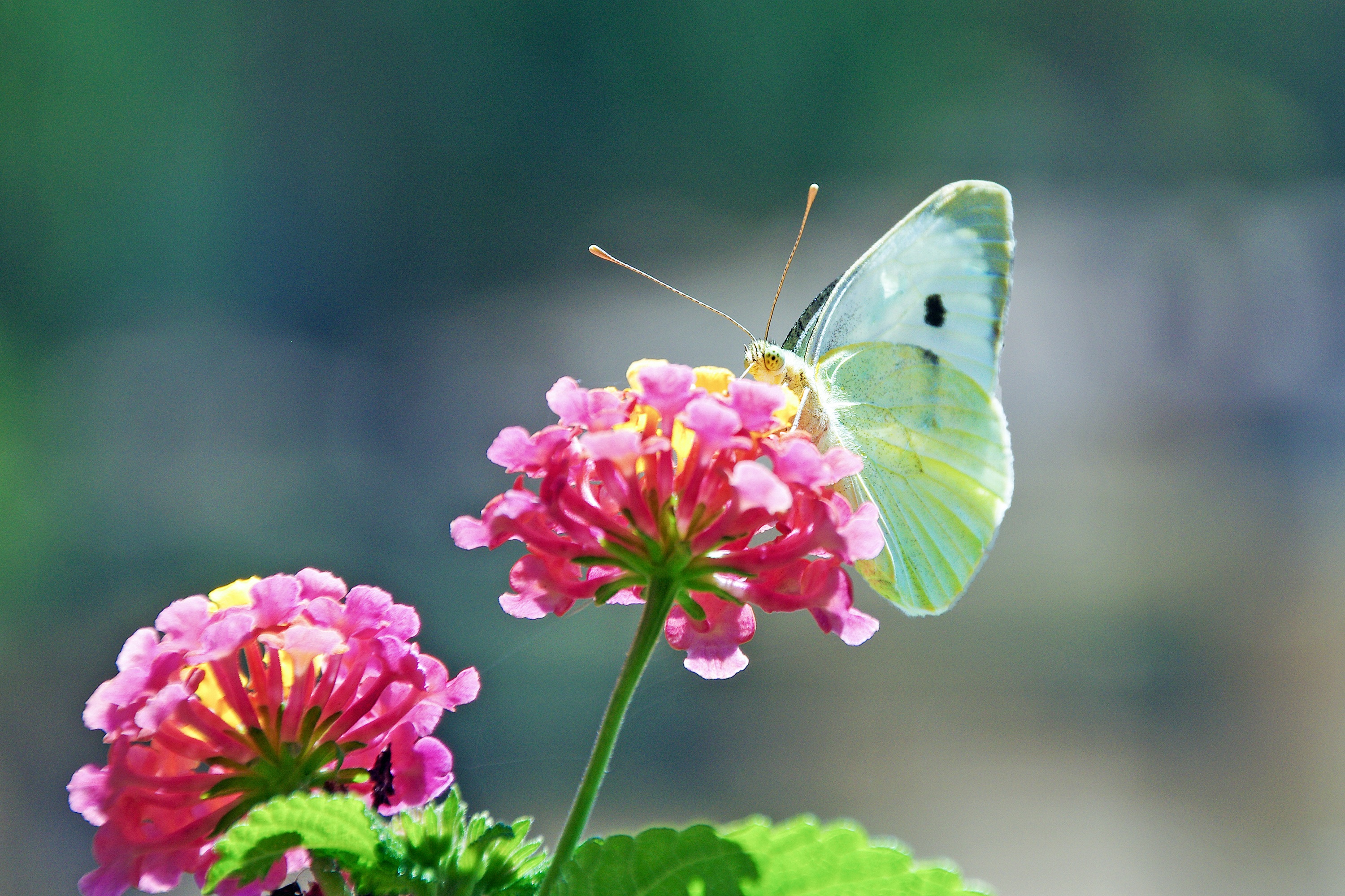Цветок butterfly. Бабочка капустница. Бабочка на цветке. Заставка бабочки. Бабочки фото.