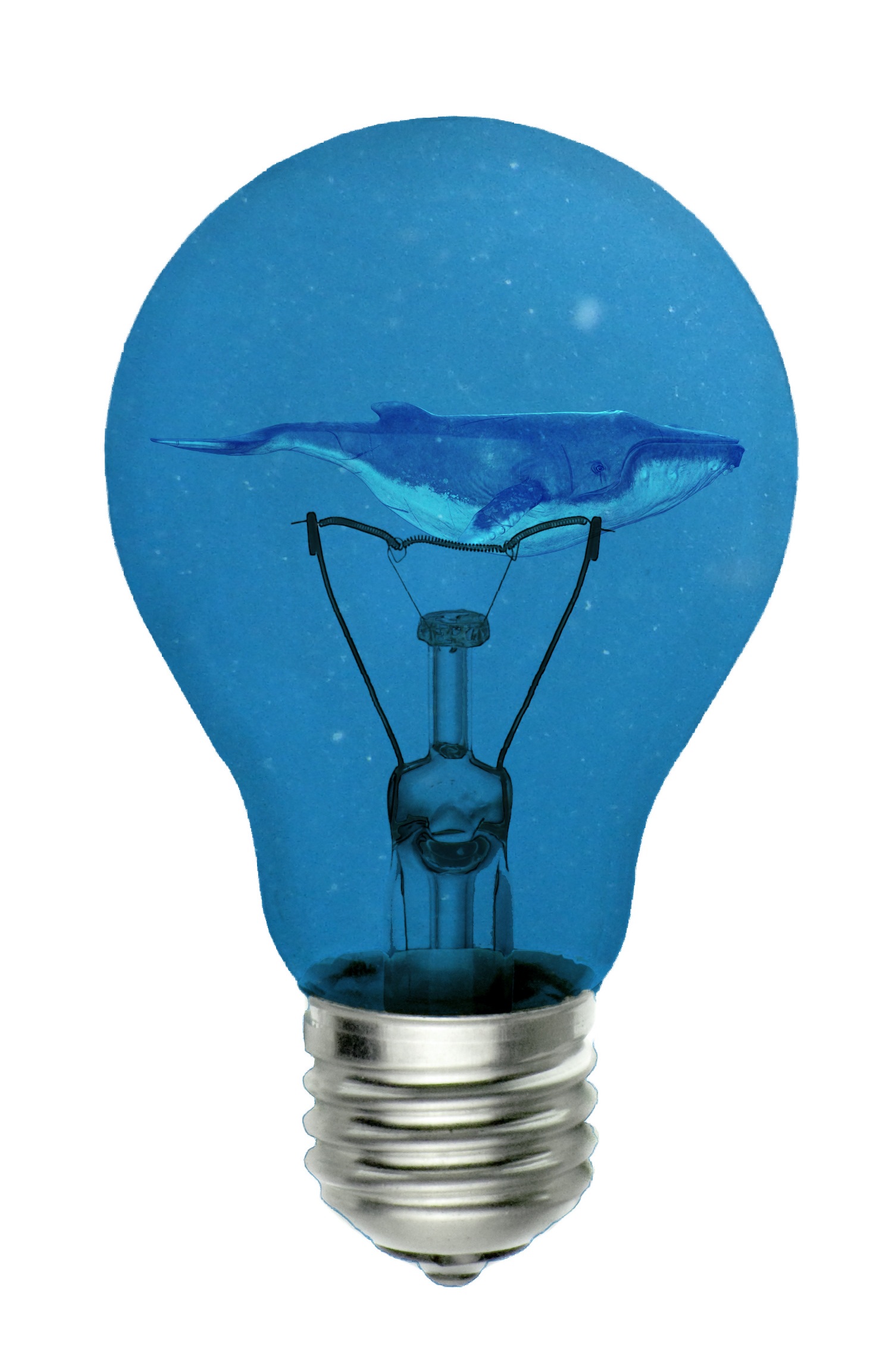 Whale bulb environmental free image download