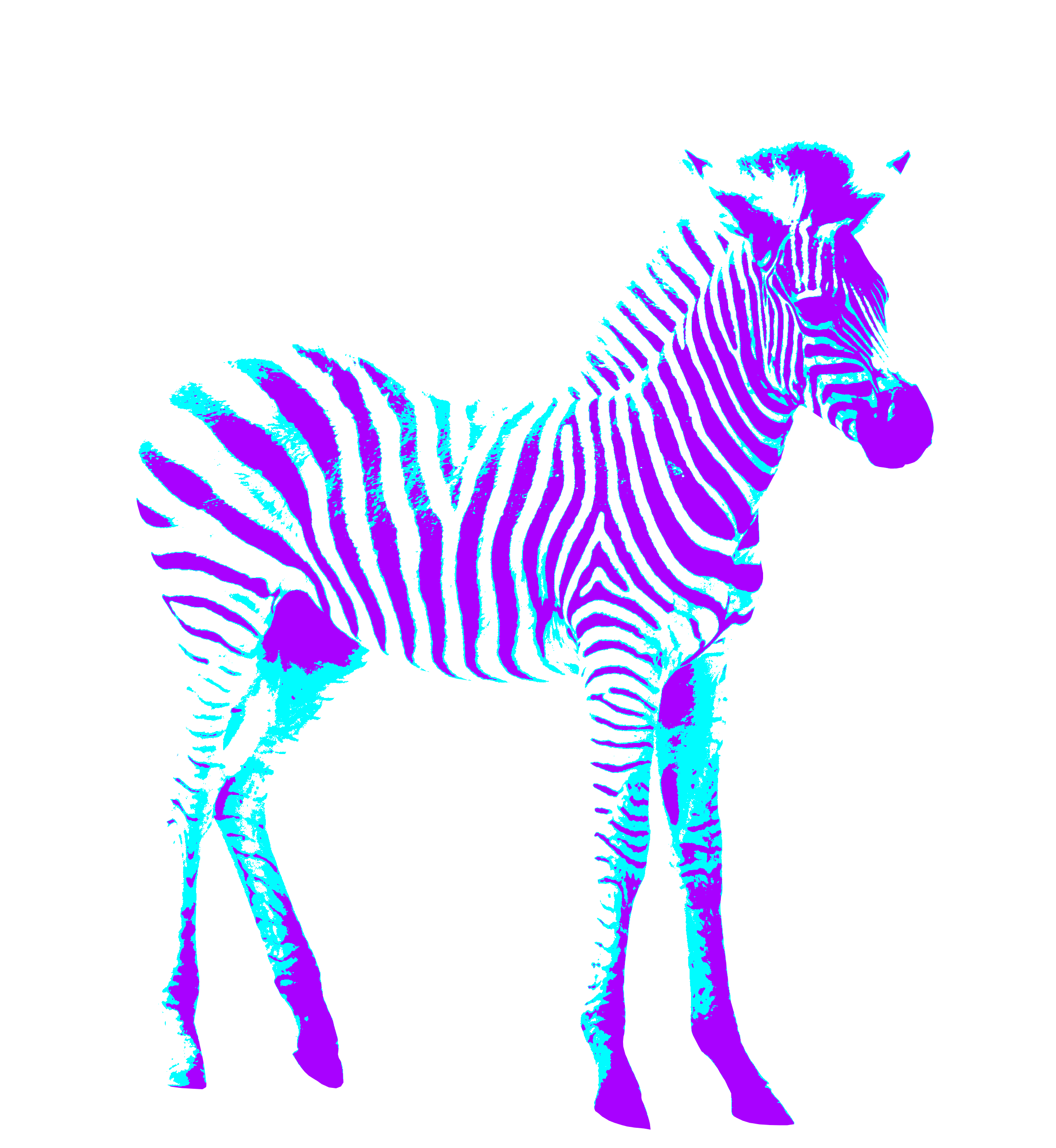 Zebra Colorful Art Creative Purple Free Image Download