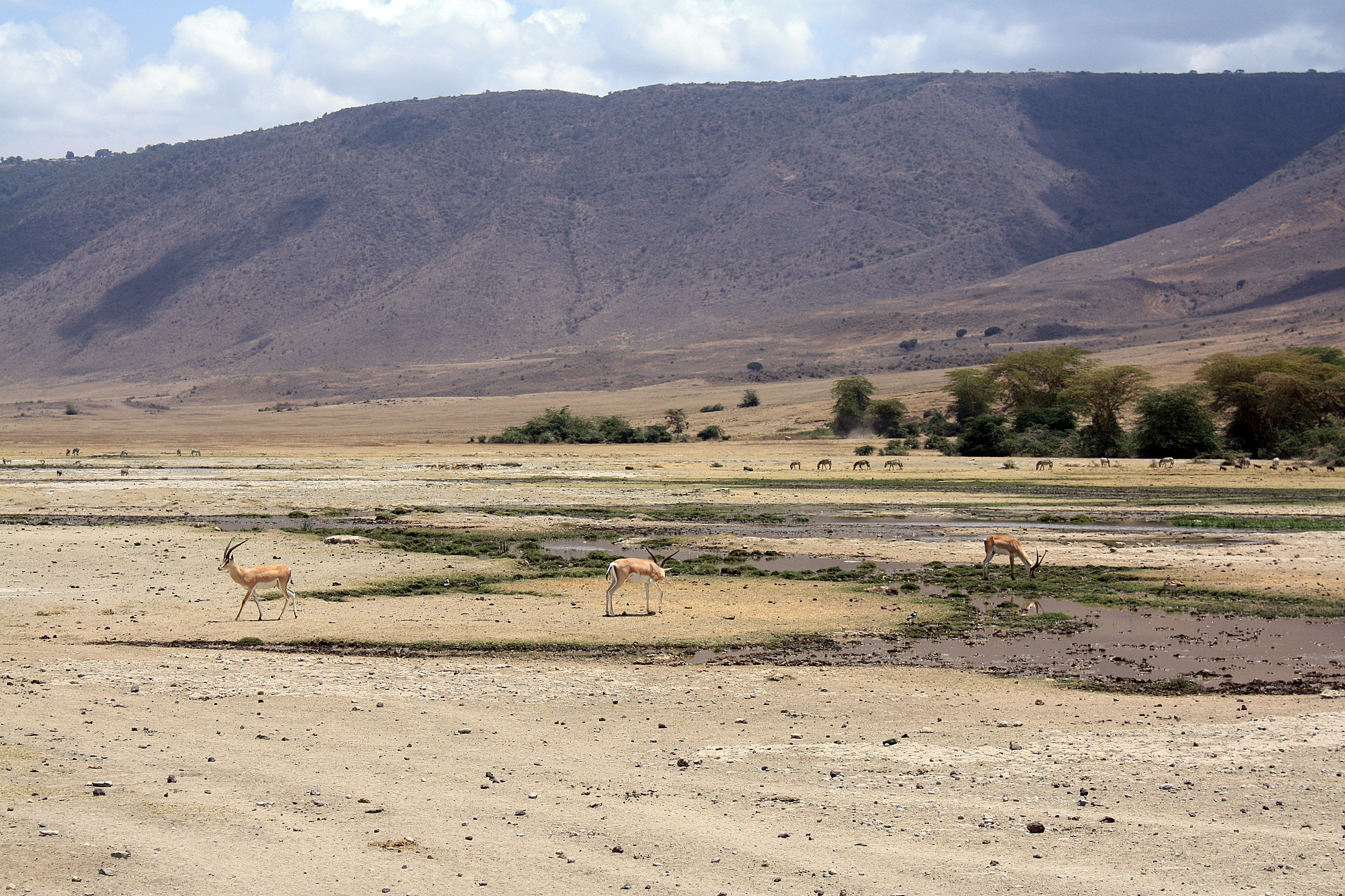 Llanura salvaje