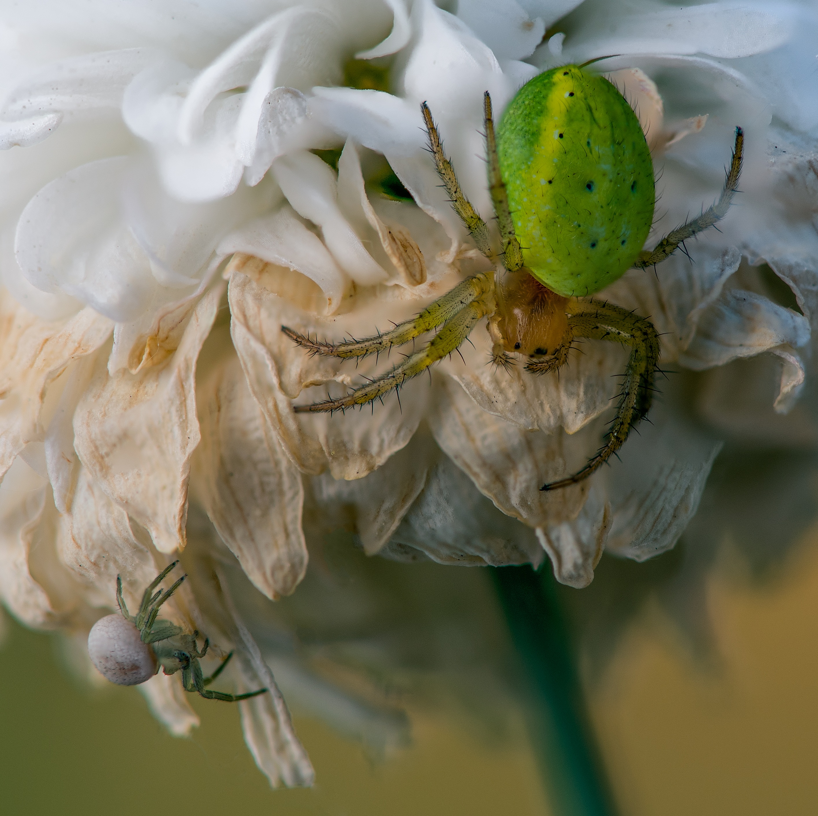 Spider Macro The Insect free image download