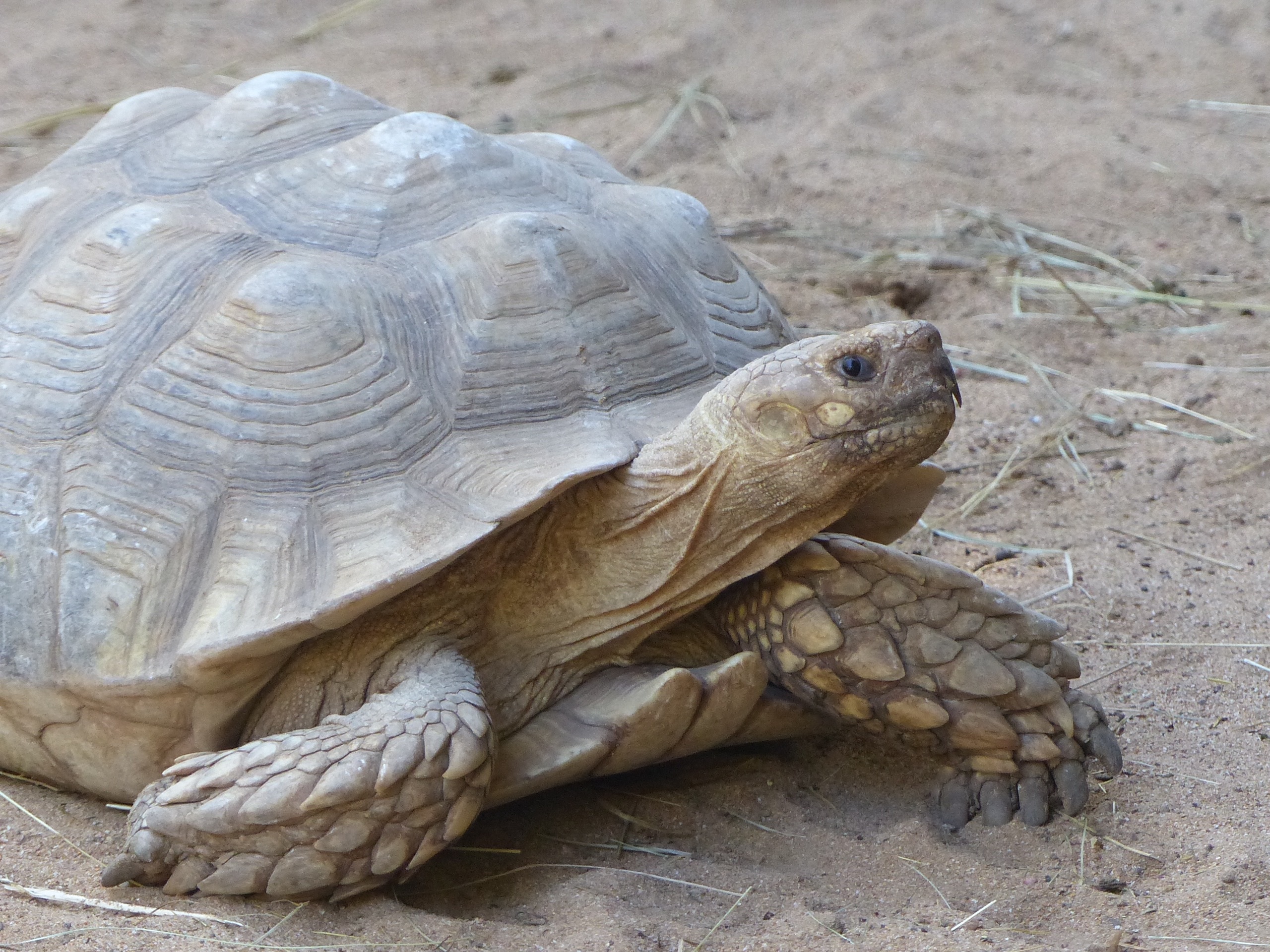 Turtle Animals Slowly free image download