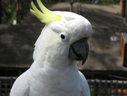 white cockatoo on a branch at a zoo in Australia