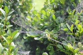 Green Foliage Web