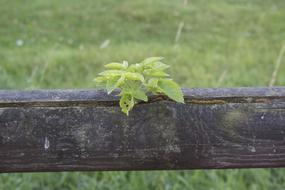 Plant Wooden Beams Fence