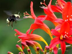 Flowers Crocosmia