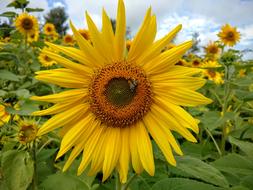 Sunflower Nature Bee
