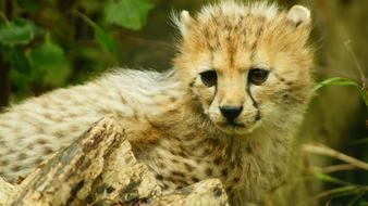 cute baby cheetah