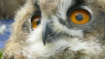 Portrait of the beautiful, cute and colorful owl with orange and black eyes