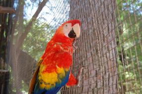 Colorful curious parrot in the cage among the plants