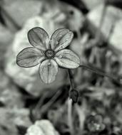 Flower Fragile Grey