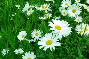 White daisy Flowers on meadow late at spring