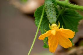 Cucumber Blossom