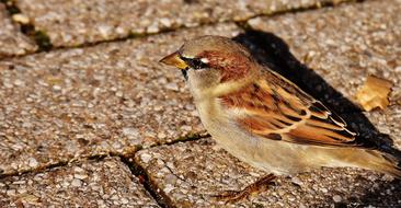 wonderful Sparrow Bird Small