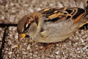 incredible Sparrow Bird Small