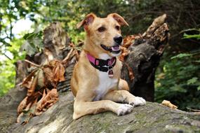 incredible Dog Hybrid