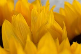 Sunflower Yellow Flower