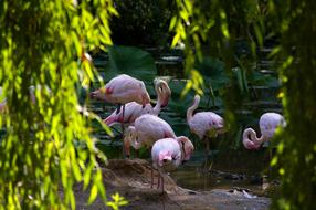 Zoo Animals Pink Flamingo