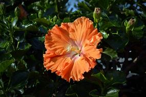 Hibiscus Blossom Bloom