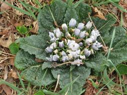 Mandrake Plant Root