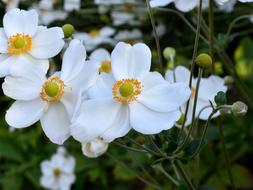 Blossom Bloom White Close