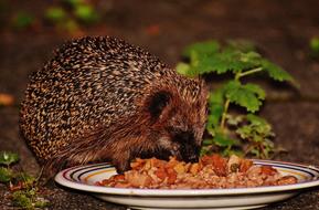 Hedgehog feeding from plate in garden