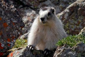 marmot in the national park in Alaska