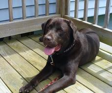 portrait of Brown Labradore Dog