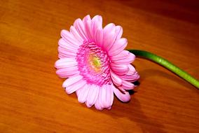 Flower Plant Yellow