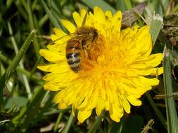 Honey Bee Dandelion Pollen