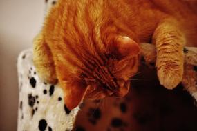 Cat Red Cute