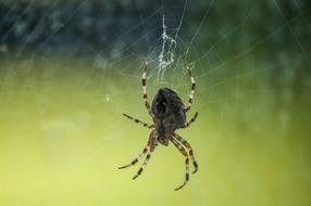 Spider Macro Nature