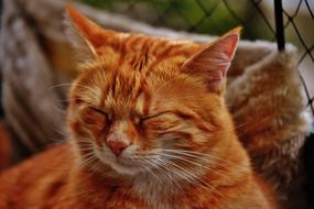 macro photo of a ginger cat with closed eyes