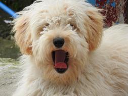 yawning domestic dog
