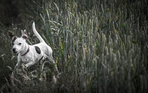 Dog Meadow