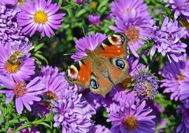 Butterfly Peacock on bright purple flowers on a sunny day