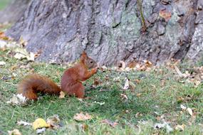 furry red squirrel in autumn