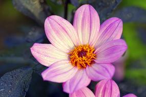 Flower White Flakes