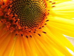 Sunflower Macro Yellow