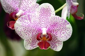 Orchid Flower Floral