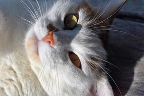 white cat close-up on a blurred background