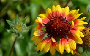 bright orange Flower in Summer